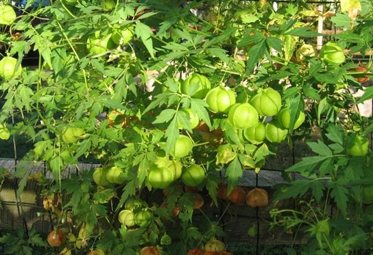 Uzhinja-Cardiospermum halicabum